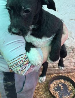 Gerry, verspielter Terrier Mix Welpe - Remagen