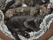 3 zuckersüße Kitten suchen ihr Traumzuhause - Wassenberg