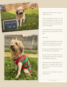 Tibet Terrier/ Löwchen ? Mix sucht - Vacha