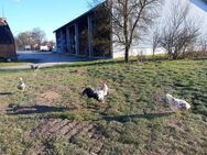 Blumenhuhn-Wyandottenmix Gockl - Neustadt (Donau)