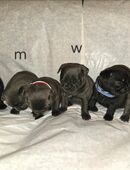 Noch 4 hübsche Welpen Retro Mops in 25862