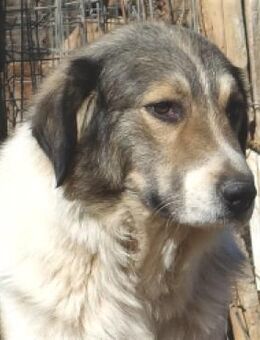 Aifel - Eine wunderbare Persönlichkeit - Sehnde