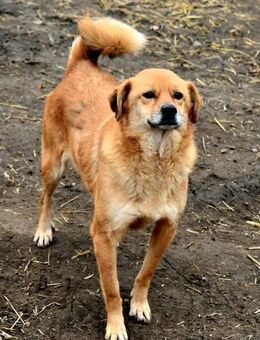 Eyla, älteres Mädchen sucht ein Zuhause - Bochum