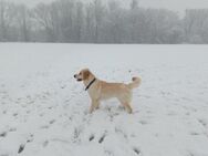 Wurfplanung Golden Retriever Welpen - Düren Zentrum