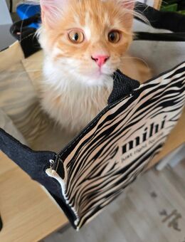 🐾 Maine Coon Kitten suchen ein liebevolles Zuhause 🐾 - Solingen (Klingenstadt)