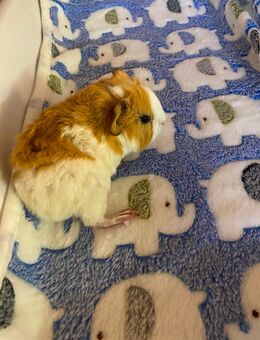 Meerschweinchenbabys flauschig CH Teddy US Teddy - Arnstein (Bayern)