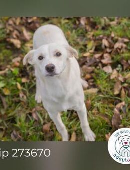 Chip 273670: Hundekind sucht ein Zuhause - Kirchzell