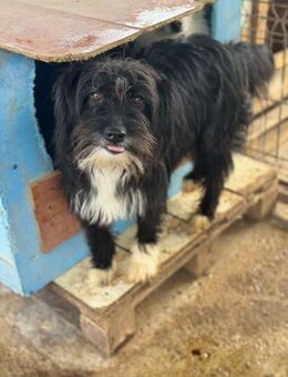 Nikki sucht liebe Menschen - Neuhausen (Fildern)