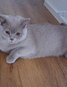 Mila, 7 Monate alte BKH - Asperg