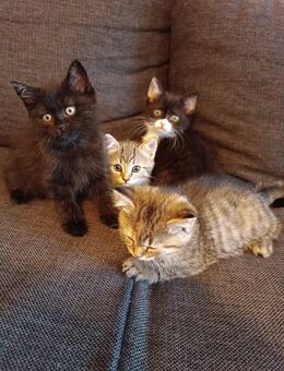 BKH mix Kitten suchen ein Zuhause. - Bottrop