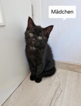Süße Katzenbabys - Neustadt (Weinstraße)