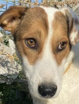 Nikolina, geb. ca. 10/2020, Griechenland - Euskirchen