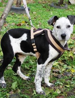 Vivian auf der Suche nach einem Zuhause - Berlin