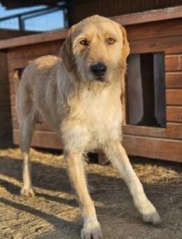 Tommy 53 cm - Alpenrod