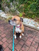 Bulldogge Dame sucht ein neues Zuhause in 72510
