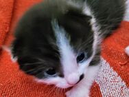 1. Kitten abzugeben - Görwihl