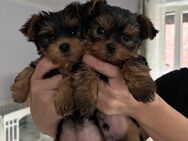 Yorkshire Terrier Welpen - Gronau (Westfalen)