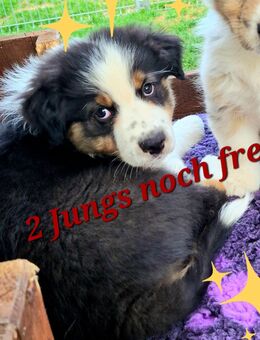 Aussie Junge in black tri - Greimersburg