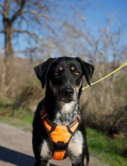 Randal-agil und verspielt - Haan