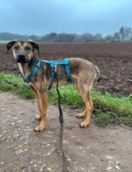 Carlo - Goldschatz sucht seine Familie - Großefehn