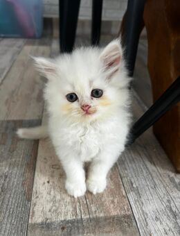 Wunderschöne Blauäugige BLH Kitten abzugeben - Duisburg