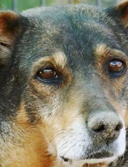 Sanfte Seniorin sucht ihr Körbchen - Kefenrod