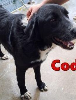 hübscher Retriever Mischling Cody sucht - Margetshöchheim