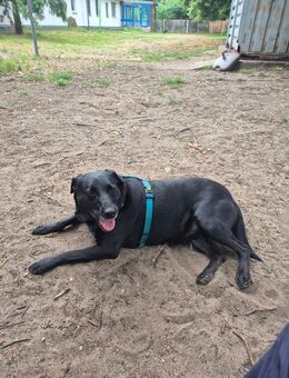 Unsere sehr verschmuste Labradorhündin Bella 6 J,ca 45-50 cm groß - Angern