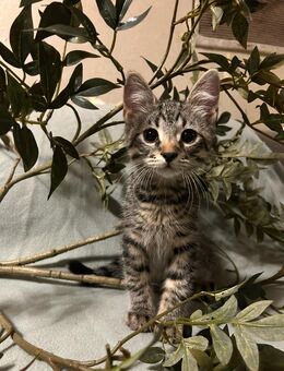 Süße Katzenbabys (12 Wochen) – zwei Kater & eine Katze abzugeben 🐾 - Dortmund Scharnhorst