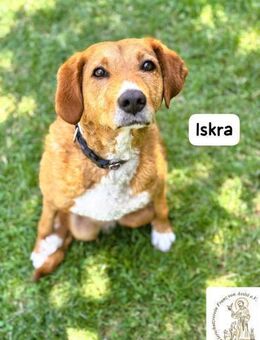 Iskra Wenn Lebensmut Flügel bekommt! - Kissing