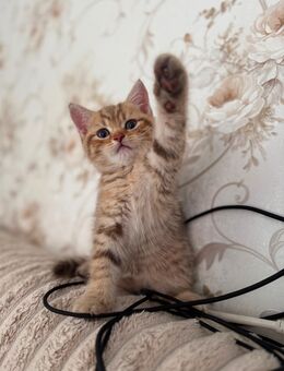 BKH britisch Kurzhaar Kitten black golden tabby - Düsseldorf