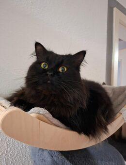 Ragdollmix kater - Cham