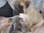 Mops welpen mit VDH Ahnentafel. - Nürnberg
