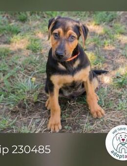 Chip 230485: Hundekind sucht ein Zuhause - Kirchzell