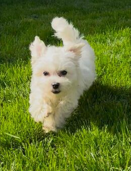 Maltipoo Babymädchen sucht tolles Zuhause - Essen