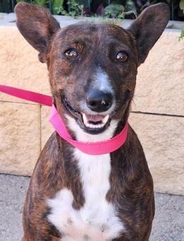 Daisy sucht Menschen mit viel Liebe - Laatzen