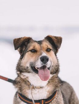 Emmy- gute Laune pur - Süderholz