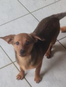 🐾Jophie sucht ein zuhause 🐾 - Stuttgart