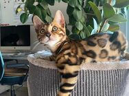 Bengalkitten mit wunderschönem Muster, mit Stammbaum, EU Pass, super sozialisiert! - Rottenburg (Neckar)