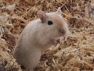 Rennmaus mit Gehege - Barßel