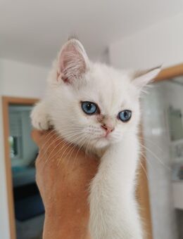 BKH/Persische langhaar Kitten männlich und Mutter - Wülfrath