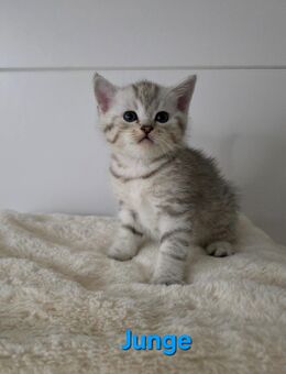Bkh kitten, bkh Kätzchen, Katze - Bad Rappenau