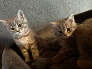 Britisch Kurzhaar Kater - Molauer Land
