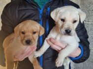 Labrador-Mix welpen - Plattling