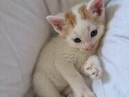 Kitten babykatzen EKH Persermix - Ober-Ramstadt