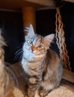 Katzen Maine Coon Mix W - Renchen