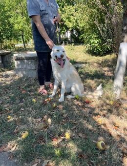 Sportlicher rüde sucht seine Menschen - Schlitz