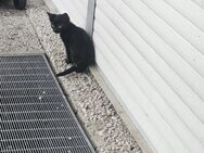 Zwei Katzen suchen neues Zuhause - Harsewinkel (Mähdrescherstadt)