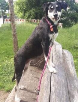 Luna 58 cm (Pflegestelle) - Alpenrod