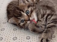 Baby Katze - Grenzach-Wyhlen